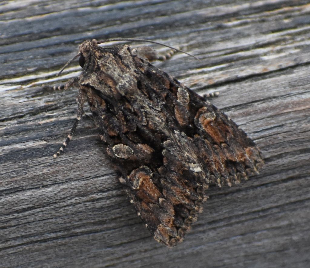 falena da id.